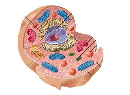 CELLS